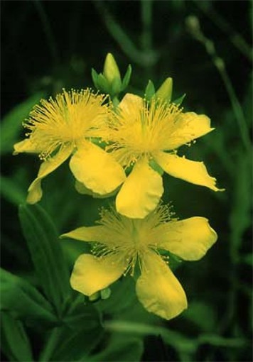 Image -- St. John's wort