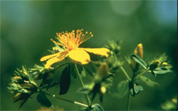 Image - St. John's wort