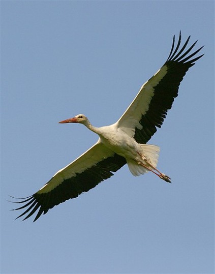 Image -- White stork