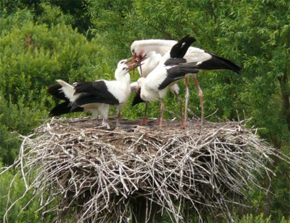 Image - White storks (in Volhynia).