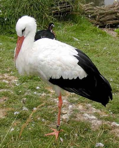 Image -- White stork