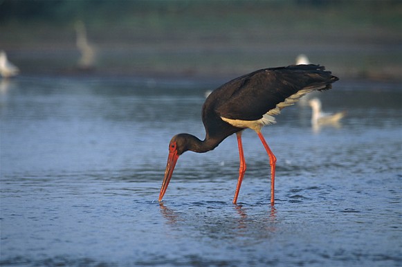 Image -- Black stork