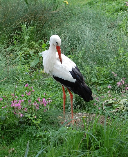 Image -- White stork
