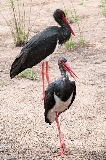 Image - Black storks
