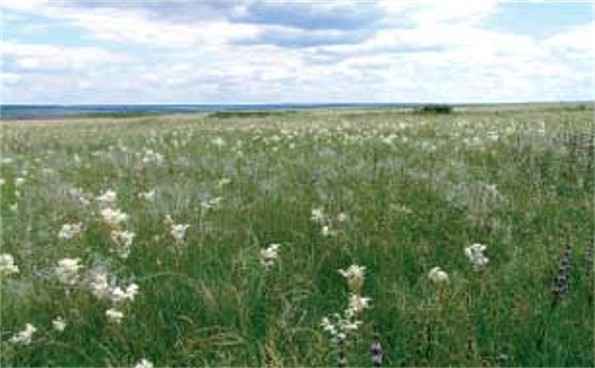 Image -- Striltsivskyi Steppe reserve, Luhansk oblast.