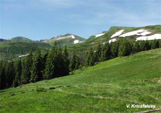 Image -- A landscape of the Svydivets mountain group.