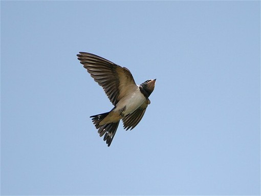 Image -- Barn swallow