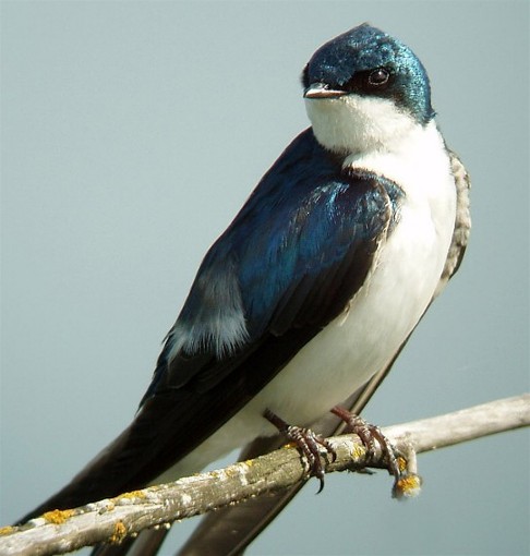 Image -- Urban swallow