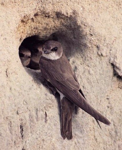 Image -- Bank swallow