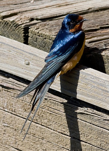 Image -- Barn swallow