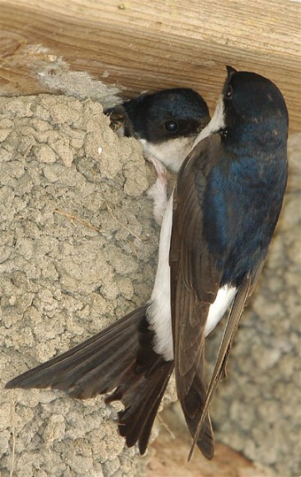 Image -- Urban swallow at its nest