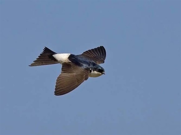 Image -- Urban swallow