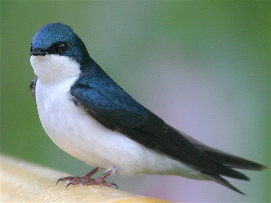 Image - Urban swallow