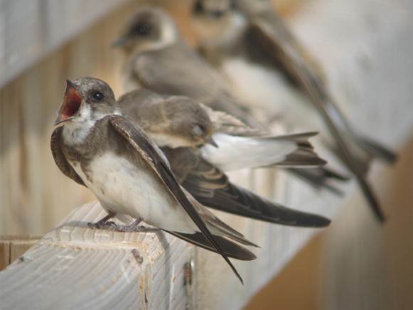 Image - Bank swallows