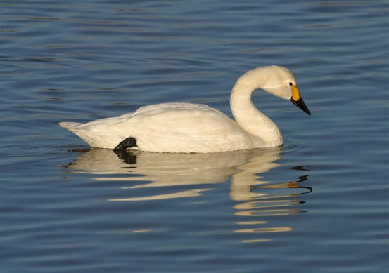 Image -- A Bewick's swan