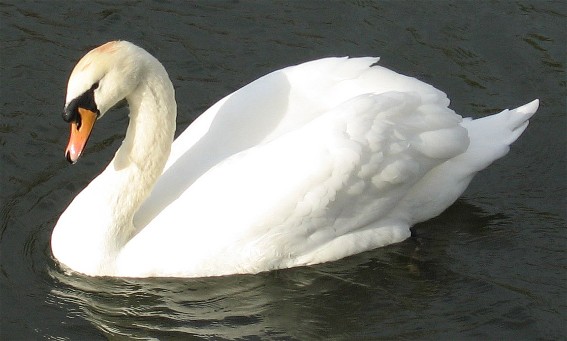 Image -- A mote swan
