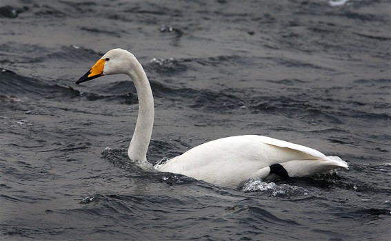 Image -- A whooper or trumpeter swan