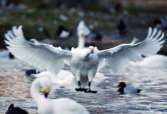 Image -- Bewick's swans