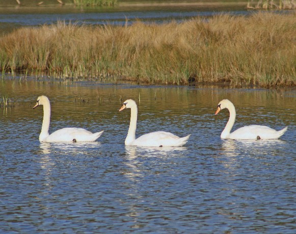 Image - Mute swans