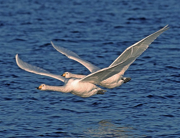 Image - Whooper swans