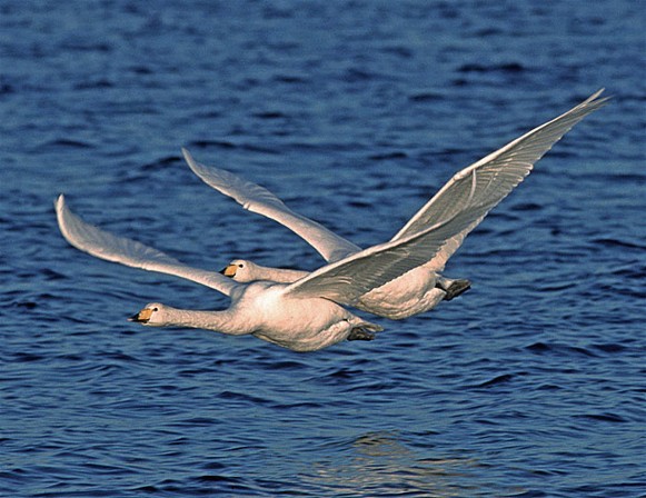 Image -- Whooper swans