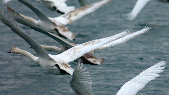 Image - Mute swans