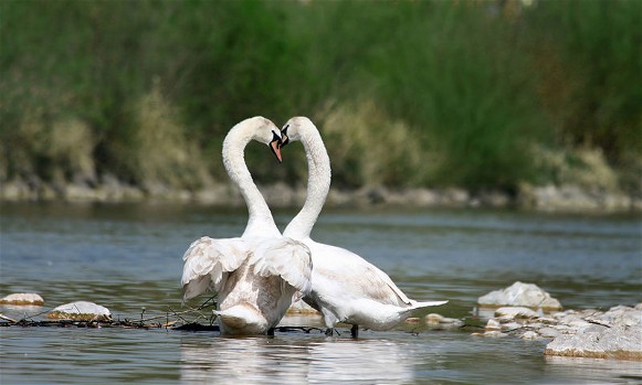 Image -- Mute swans