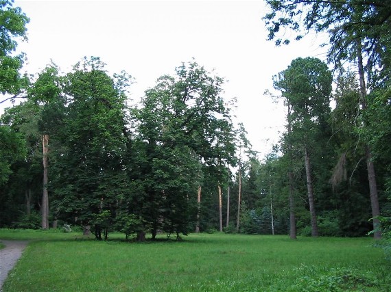 Image - The Oak grove in the Trostianets Dendrological Park.