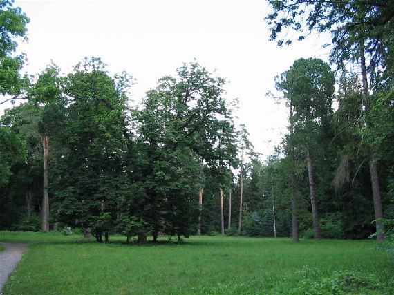 Image -- The Oak grove in the Trostianets Dendrological Park.