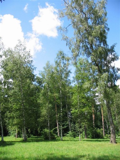 Image - The Birch Bouquet in the Trostianets Dendrological Park.