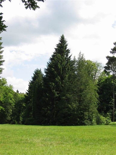 Image - The Monomakh's Hat theme area in the Trostianets Dendrological Park.