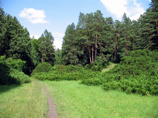 Image -- The Shvaitsariia 'Switzerland' area in the Trostianets Dendrological Park.