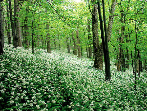 Image -- Uzhansky National Nature Park landscape.