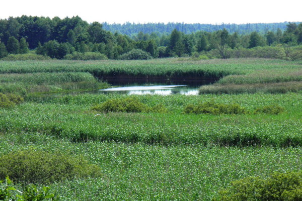 Image - Volhynian Polisia landscape.