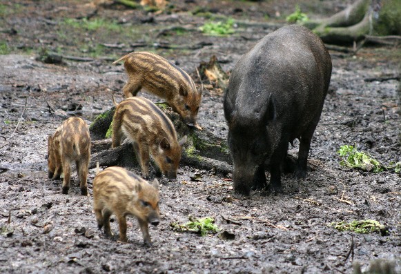 Image - Wild boars