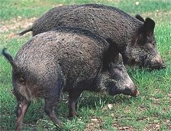 Image - Wild boars