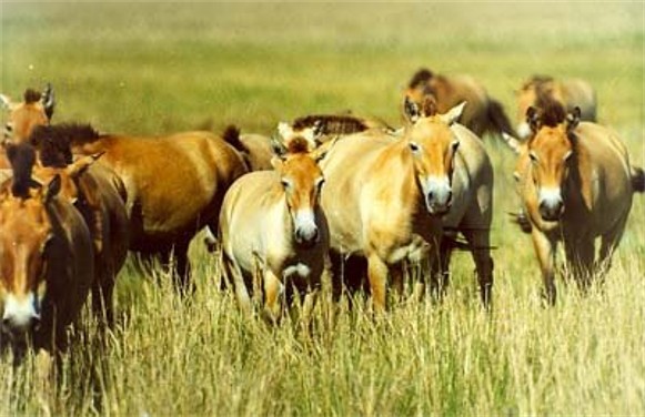 Image -- Wild horses in the Askania-Nova Biosphere Reserve.
