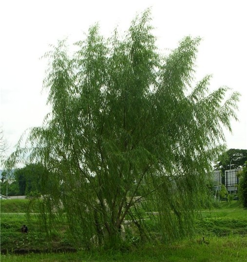 Image -- A willow tree