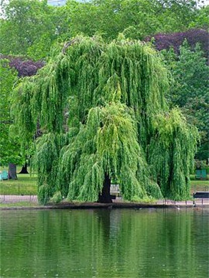 Image - A weeping willow tree