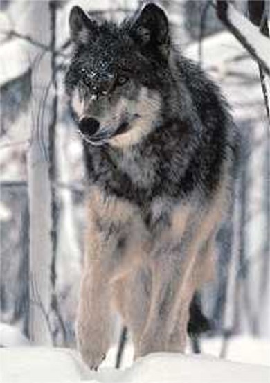 Image - Wolf