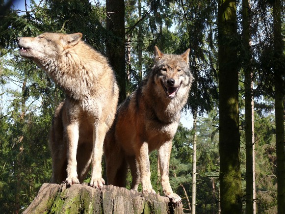 Image - Wolves