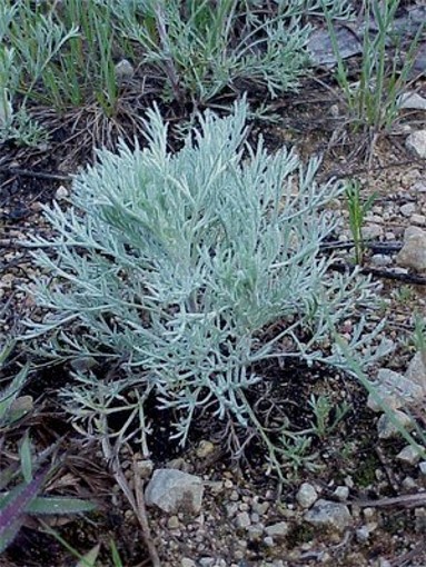 Image -- Wormwood