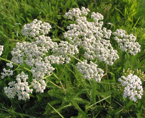 Image -- Yarrow