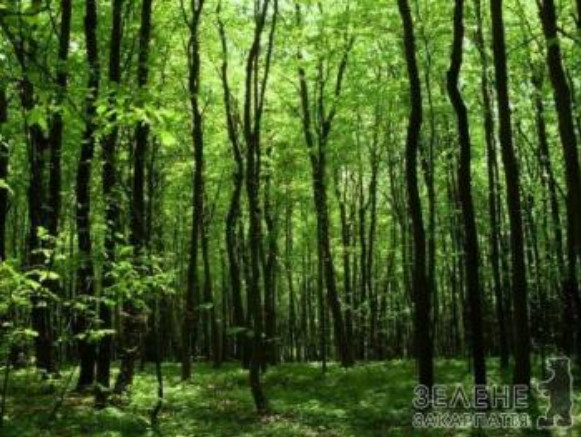 Image - Beech forest in the Zacharovanyi Krai National Nature Park.